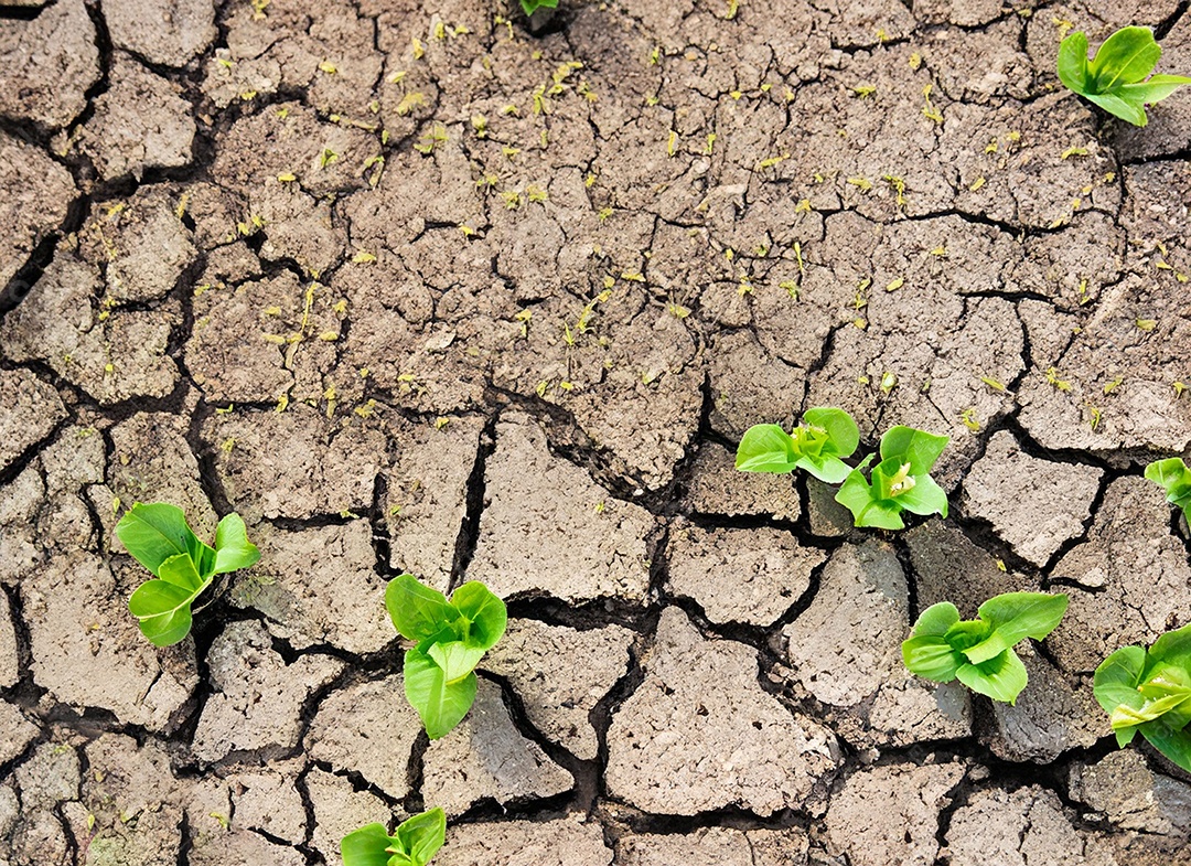 Brotos verdes com terra seca e rachada