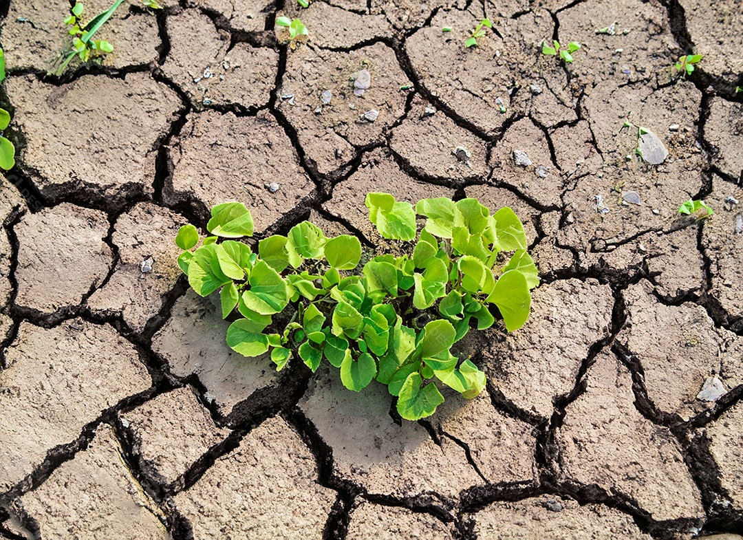 Brotos verdes com terra seca e rachada