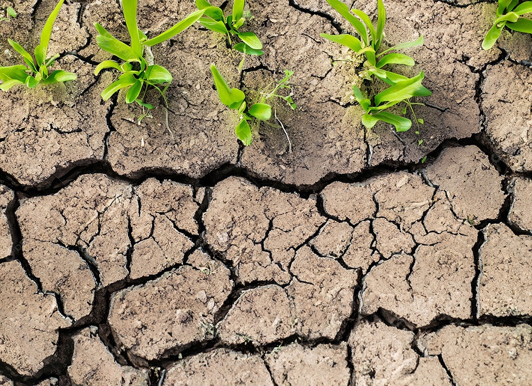 Brotos verdes com terra seca e rachada