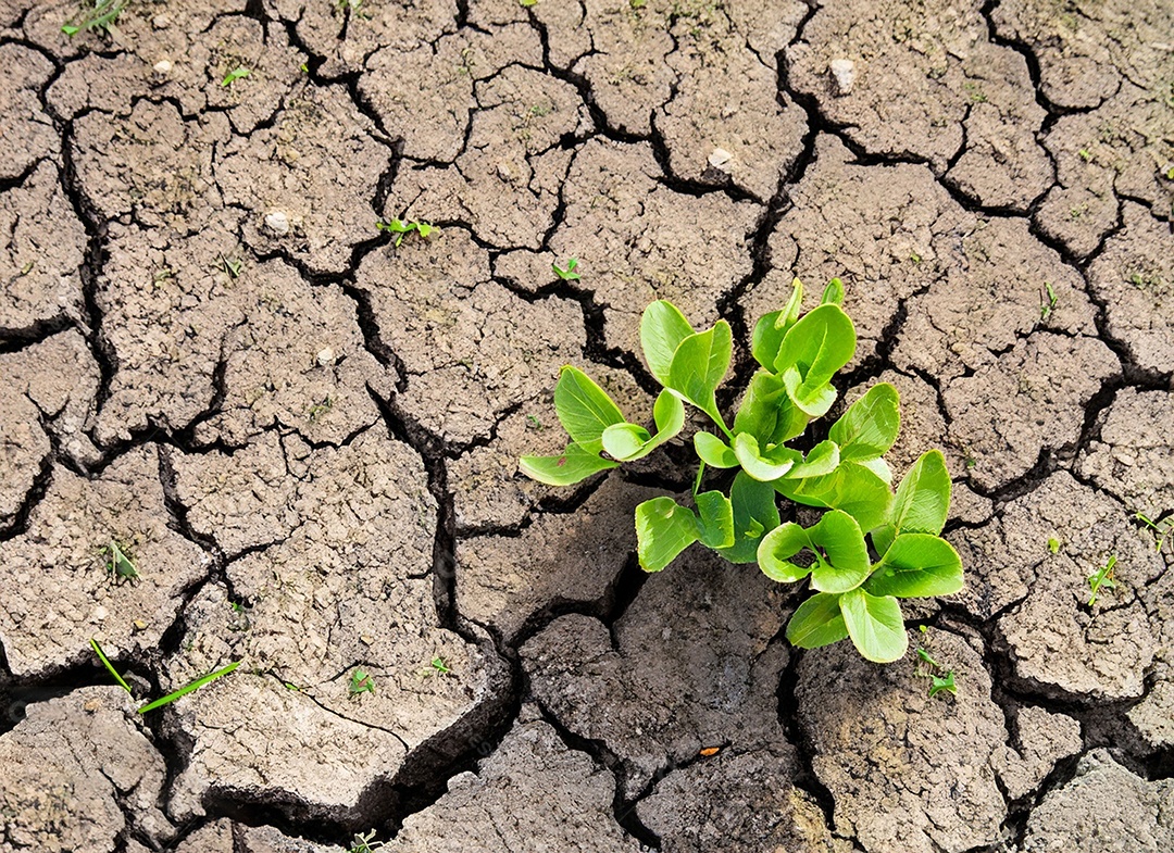 Brotos verdes com terra seca e rachada