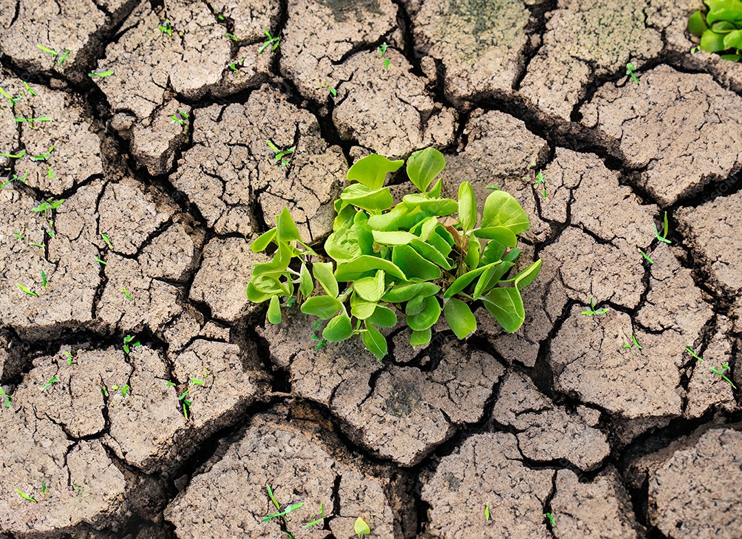 Brotos verdes com terra seca e rachada