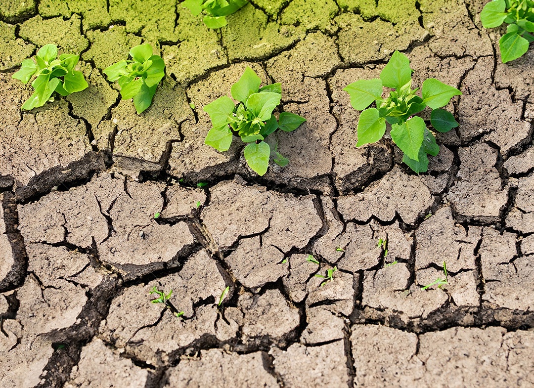 Brotos verdes com terra seca e rachada