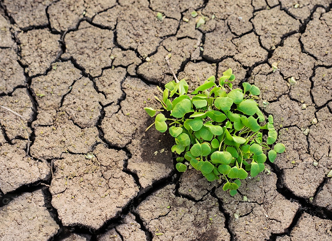 Brotos verdes com terra seca e rachada