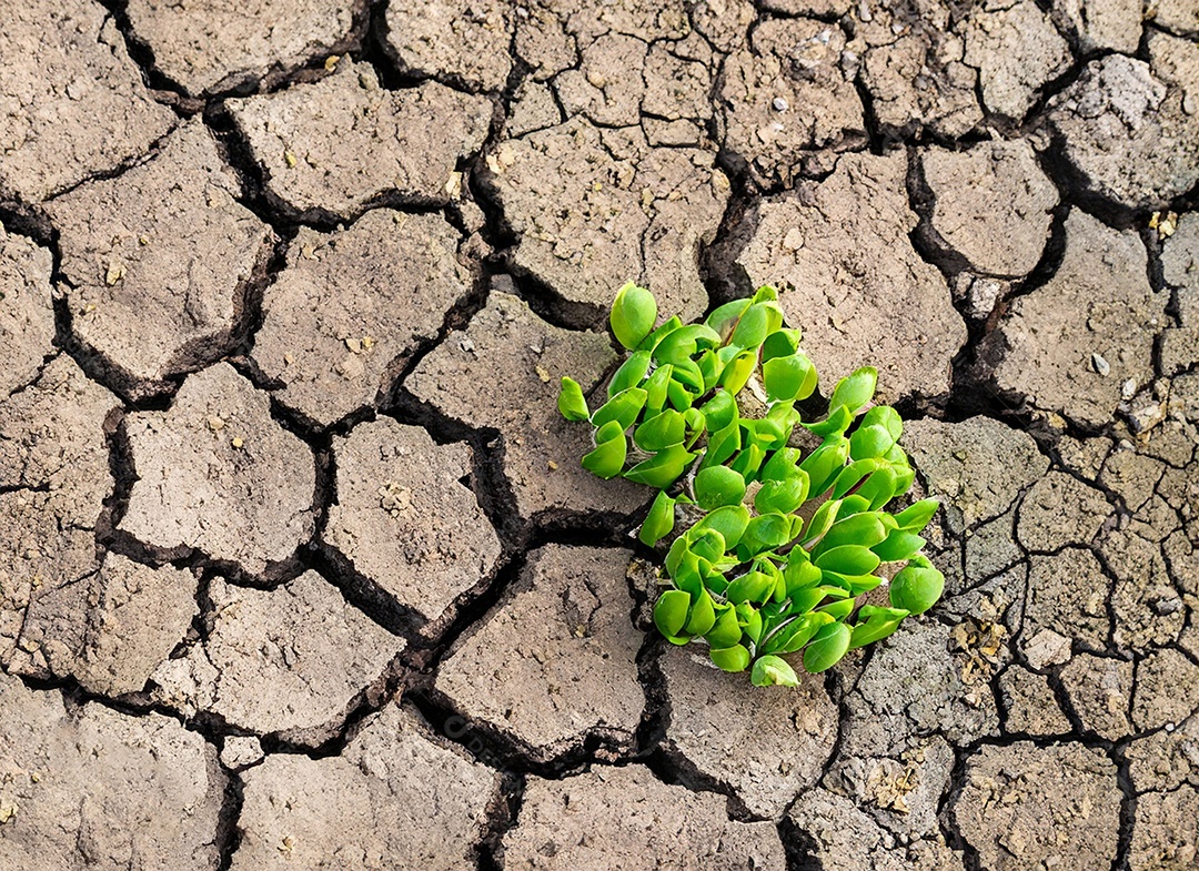 Brotos verdes com terra seca e rachada