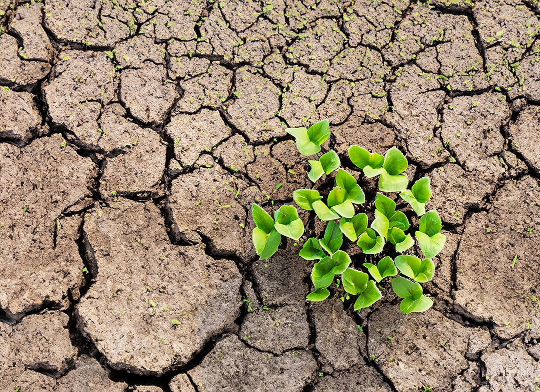 Brotos verdes com terra seca e rachada