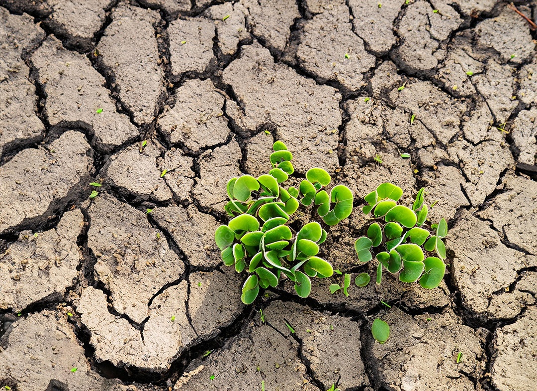 Brotos verdes com terra seca e rachada