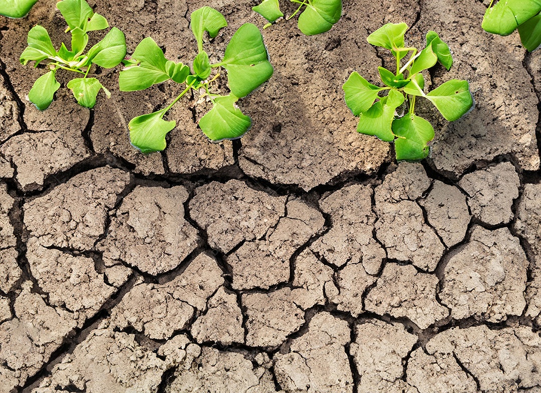 Brotos verdes com terra seca e rachada