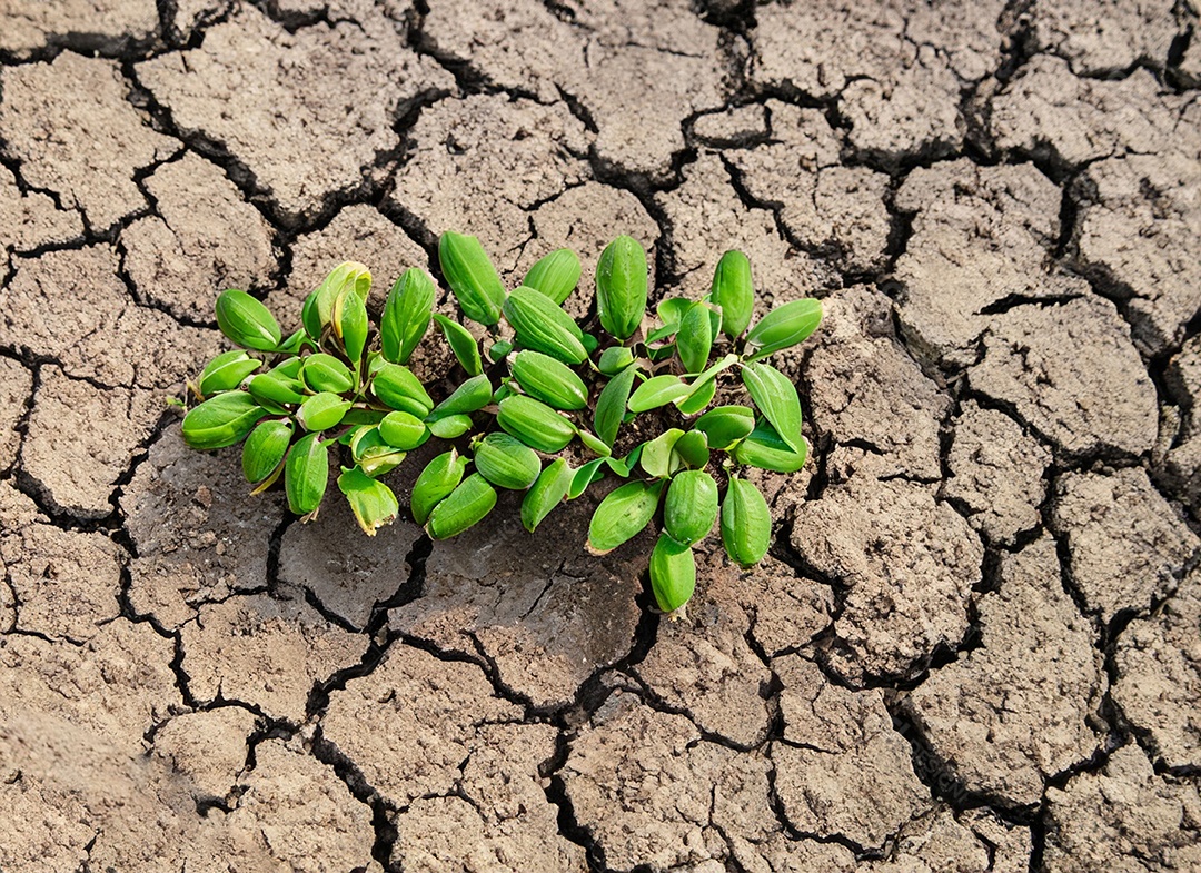 Brotos verdes com terra seca e rachada