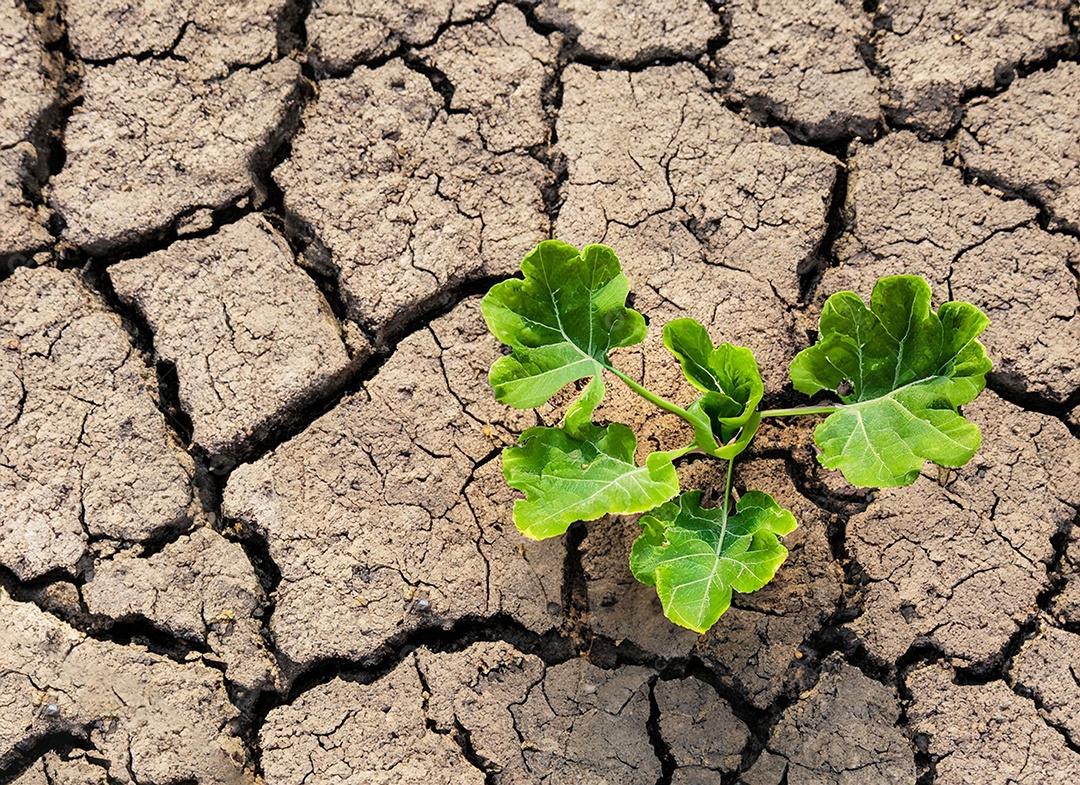 Brotos verdes com terra seca e rachada