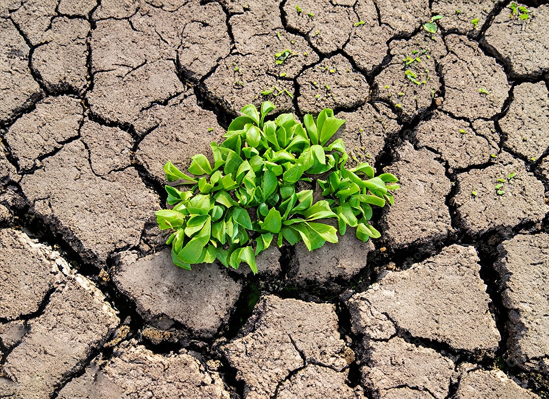 Brotos verdes com terra seca e rachada