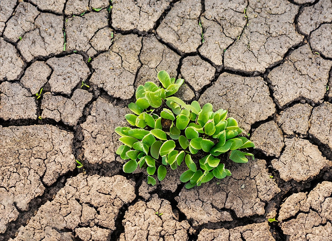 Brotos verdes com terra seca e rachada