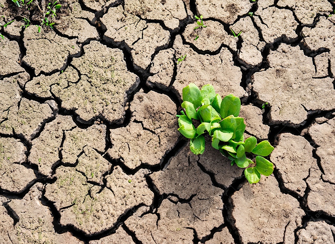 Brotos verdes com terra seca e rachada