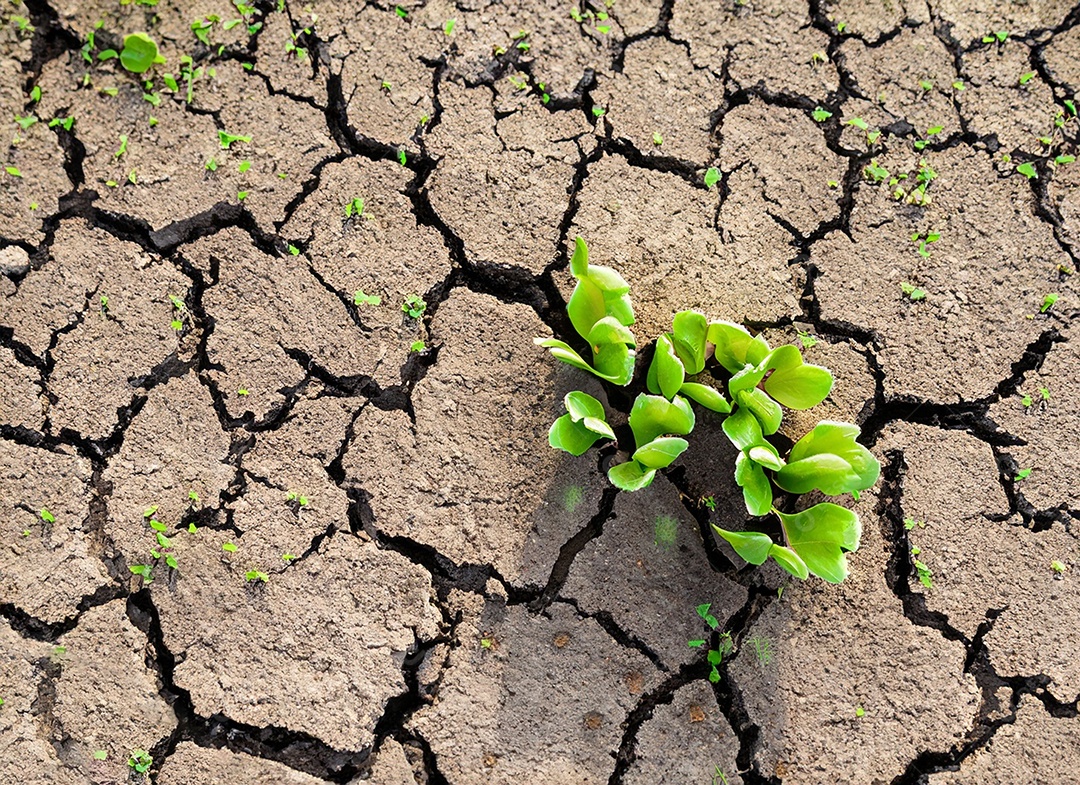 Brotos verdes com terra seca e rachada