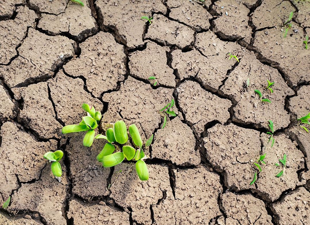 Brotos verdes com terra seca e rachada