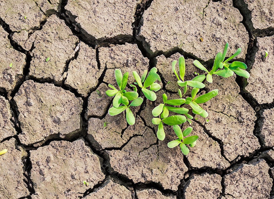 Brotos verdes com terra seca e rachada