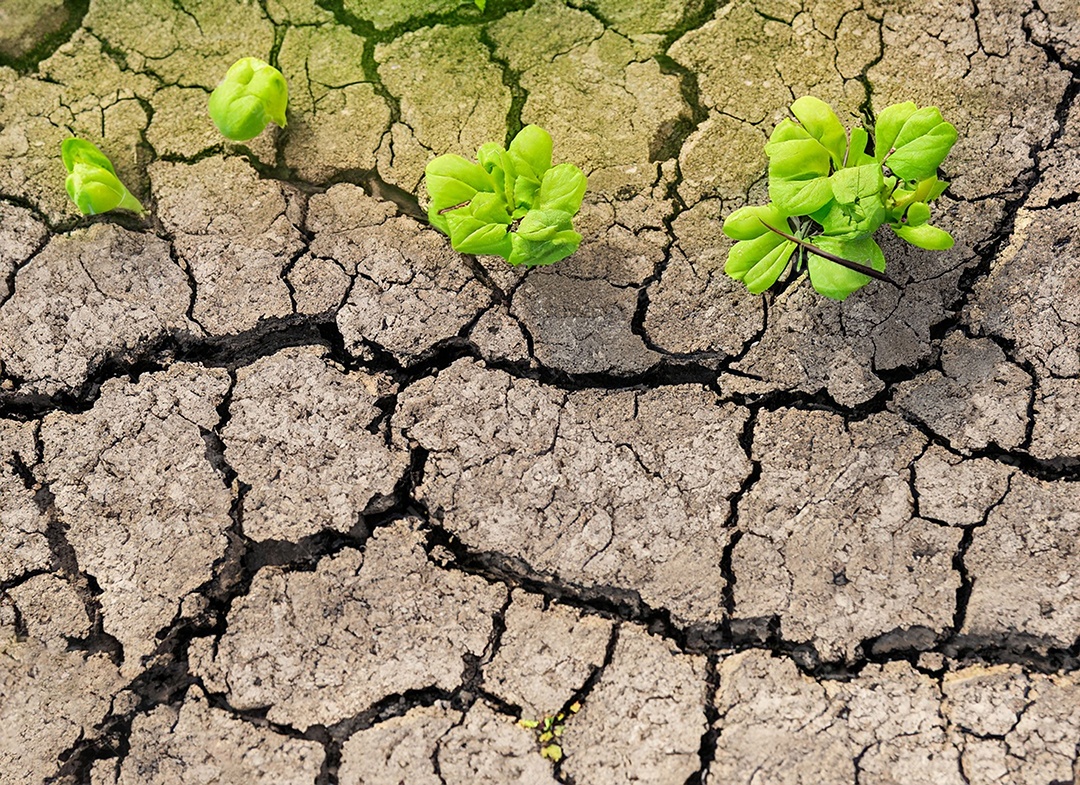 Brotos verdes com terra seca e rachada