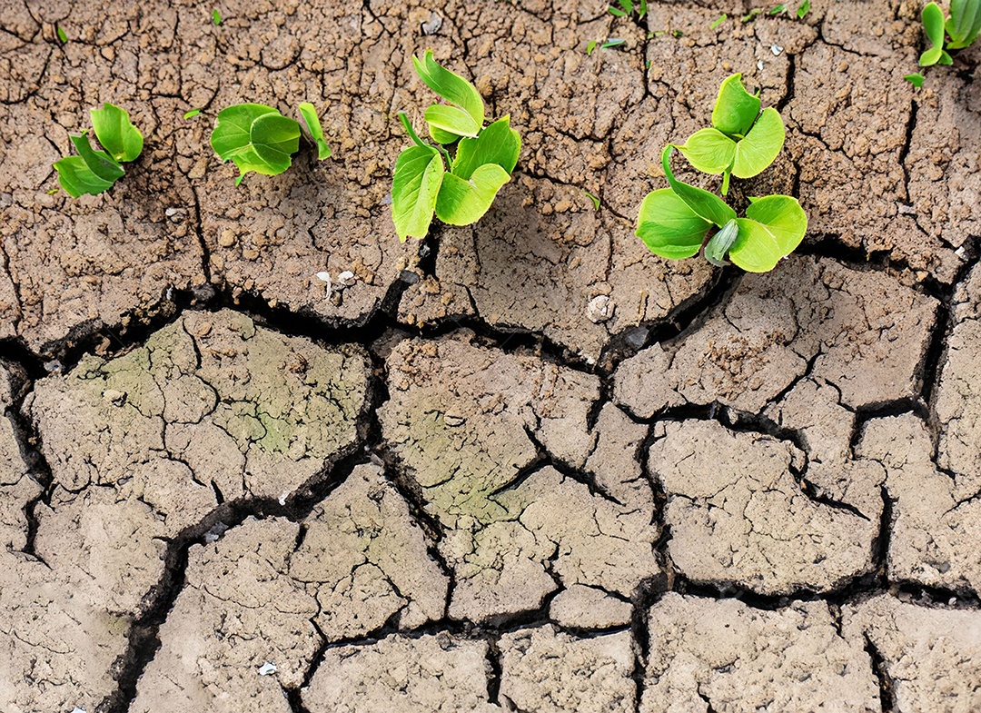 Brotos verdes com terra seca e rachada