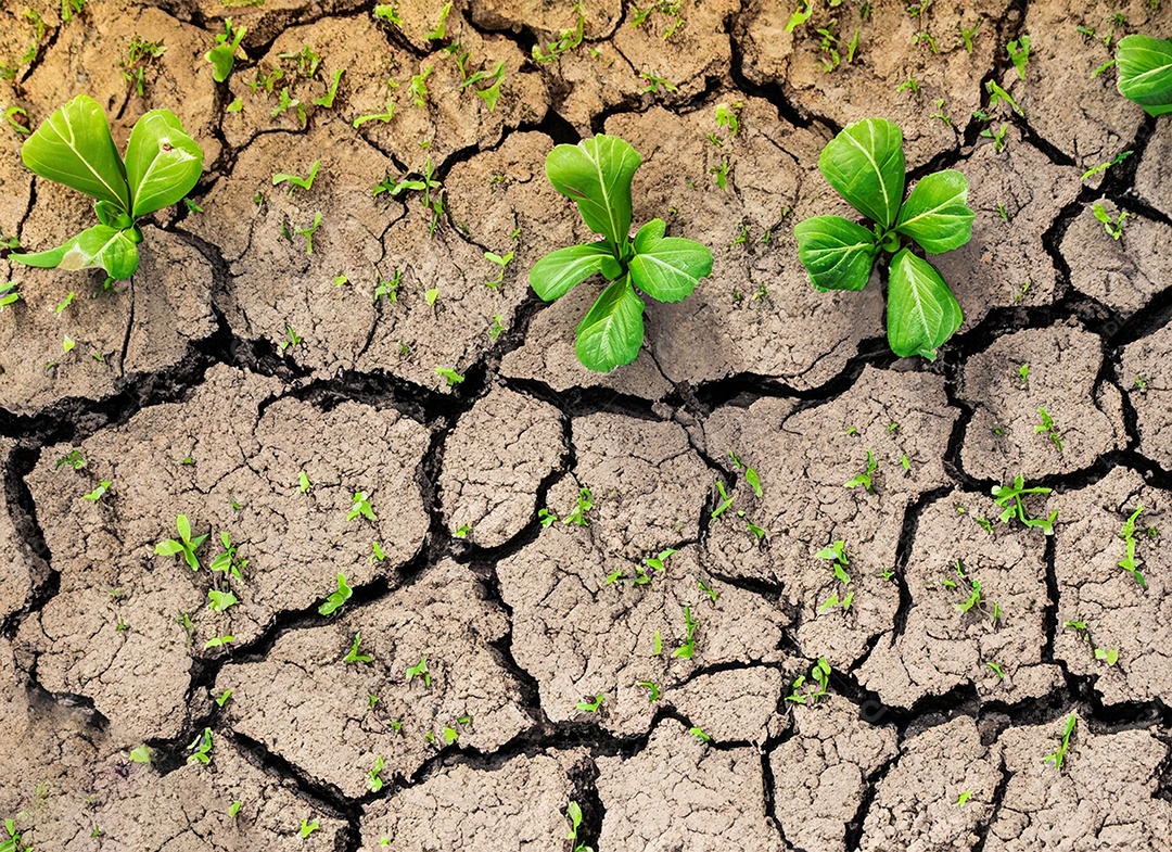 Brotos verdes com terra seca e rachada