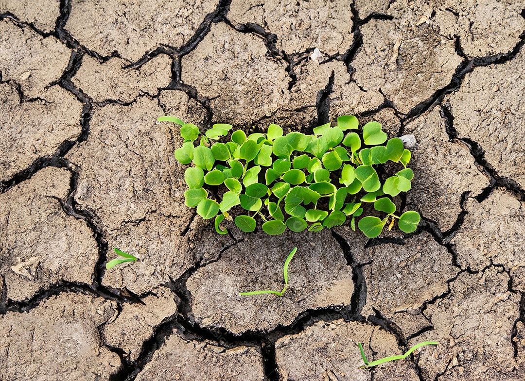 Brotos verdes com terra seca e rachada