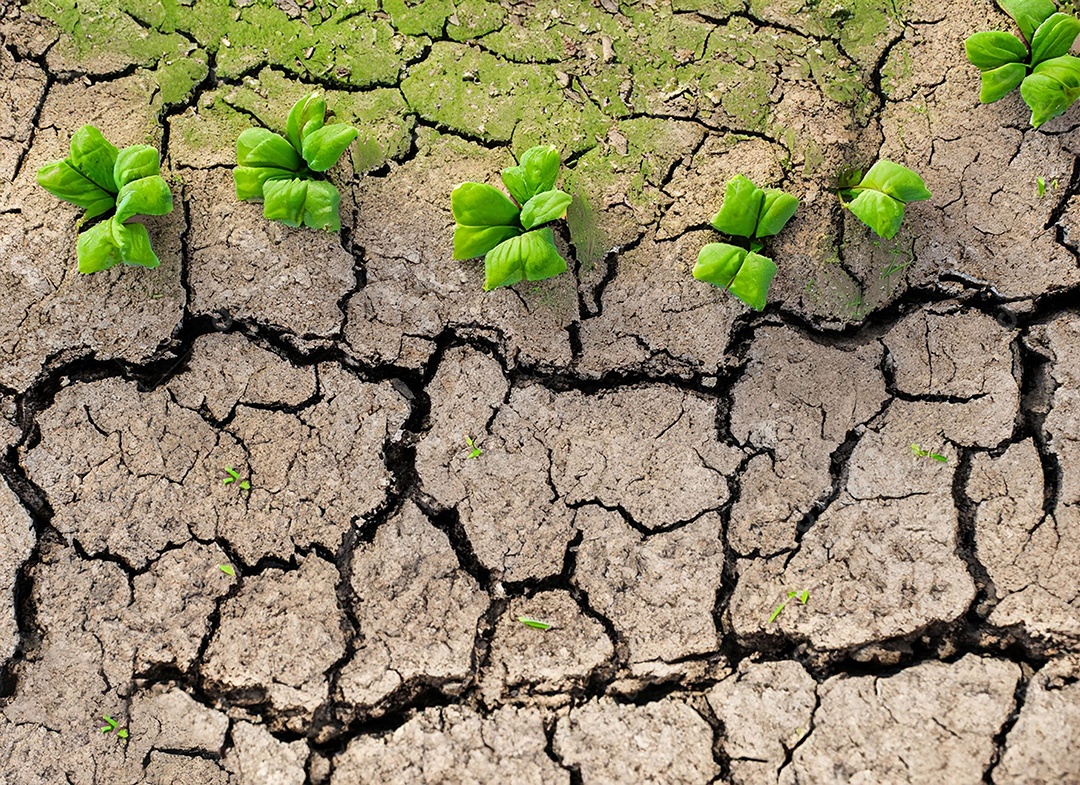 Brotos verdes com terra seca e rachada