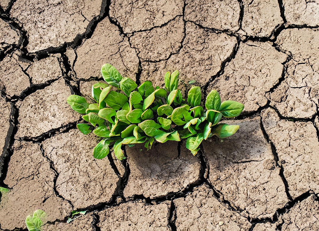 Brotos verdes com terra seca e rachada