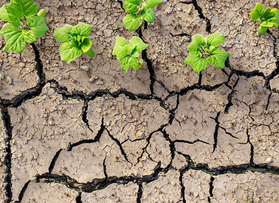 Brotos verdes com terra seca e rachada
