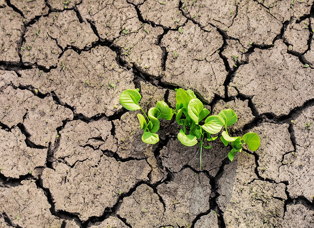 Brotos verdes com terra seca e rachada