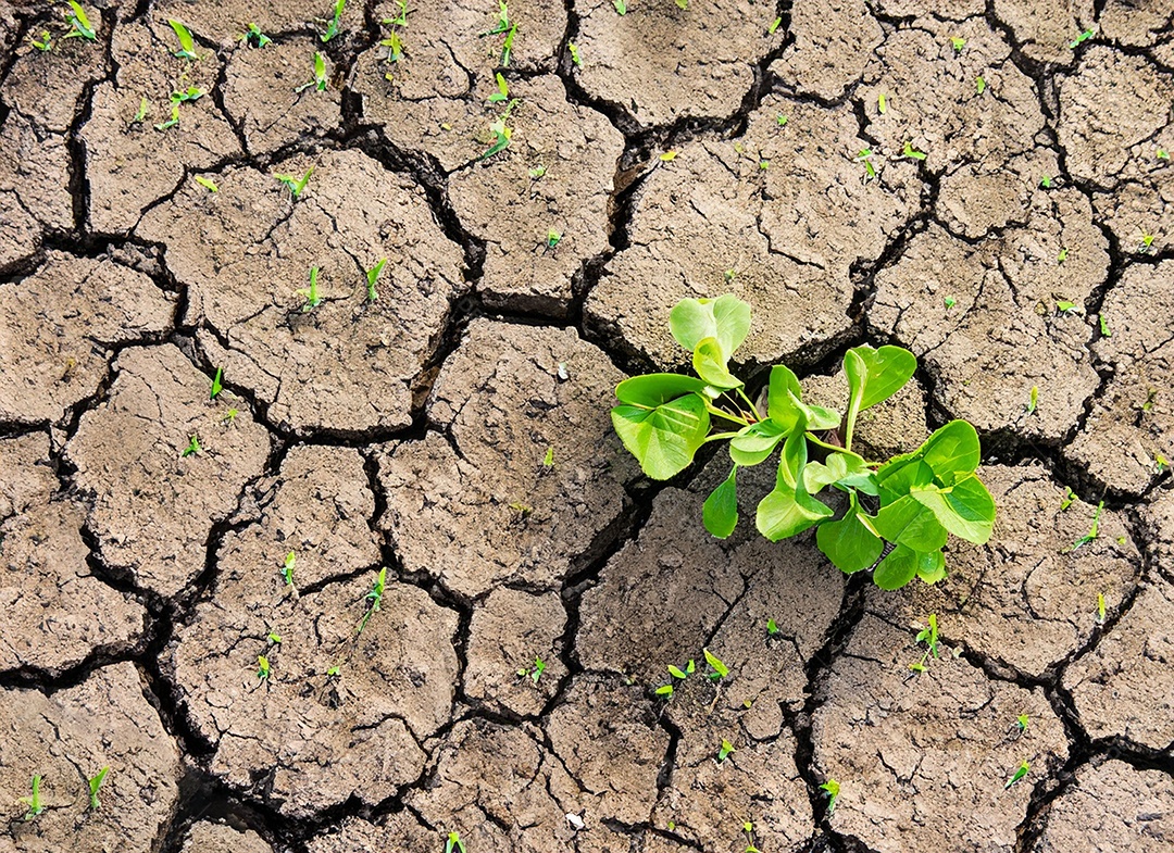 Brotos verdes com terra seca e rachada