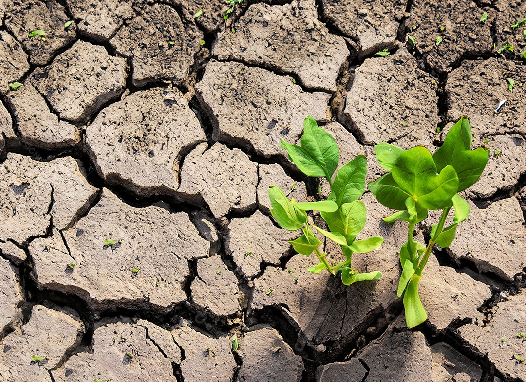 Brotos verdes com terra seca e rachada