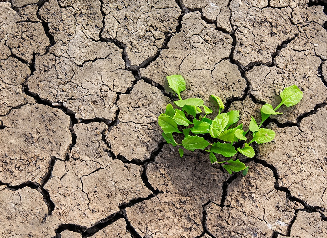 Brotos verdes com terra seca e rachada