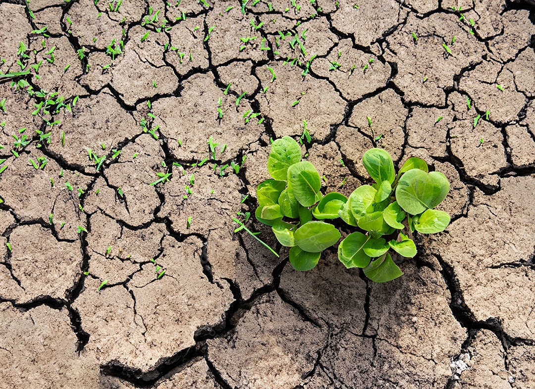 Brotos verdes com terra seca e rachada