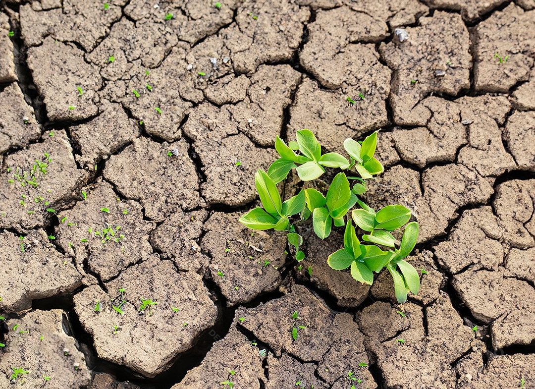 Brotos verdes com terra seca e rachada