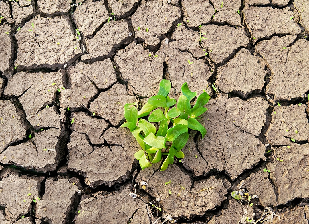 Brotos verdes com terra seca e rachada