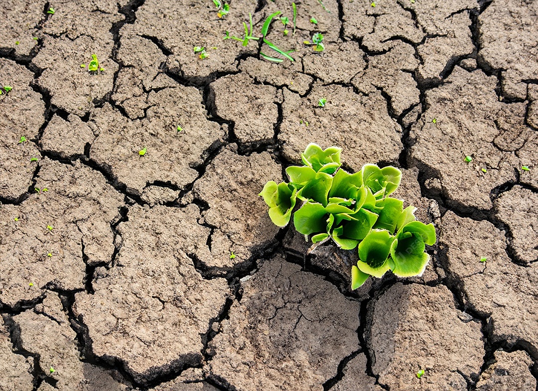 Brotos verdes com terra seca e rachada