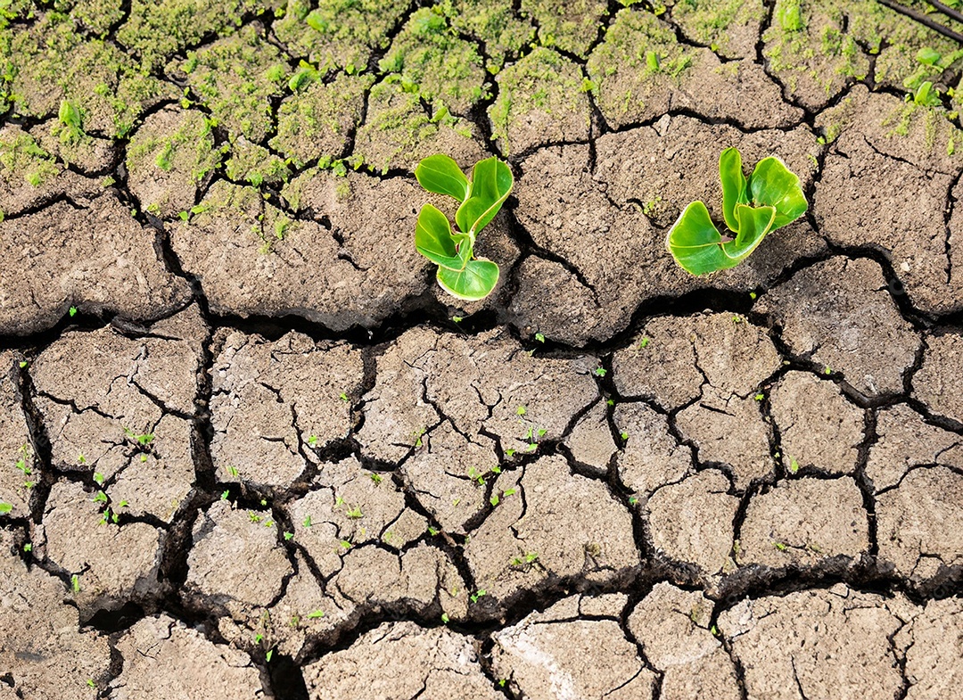 Brotos verdes com terra seca e rachada