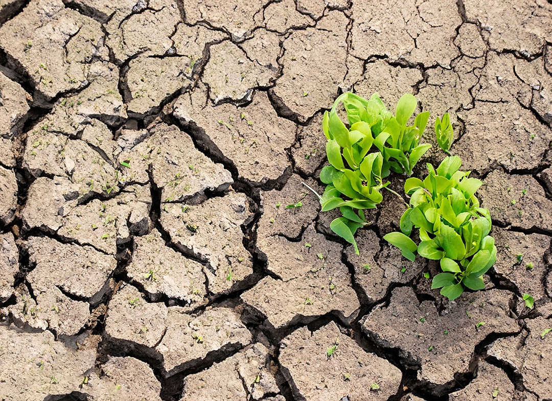 Brotos verdes com terra seca e rachada