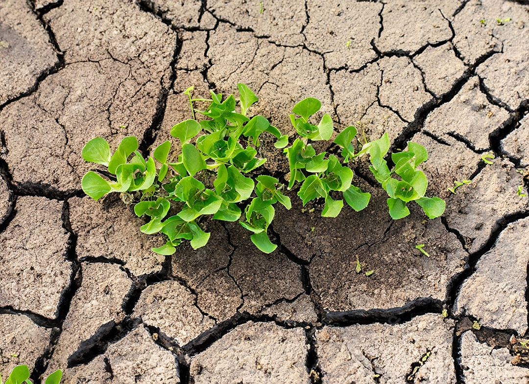 Brotos verdes com terra seca e rachada