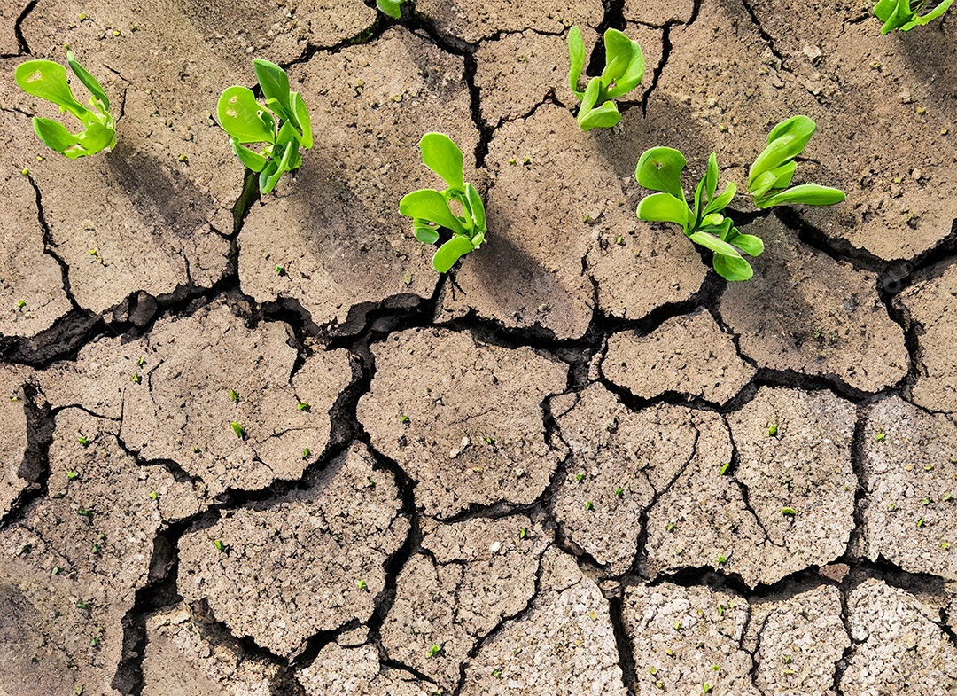Brotos verdes com terra seca e rachada