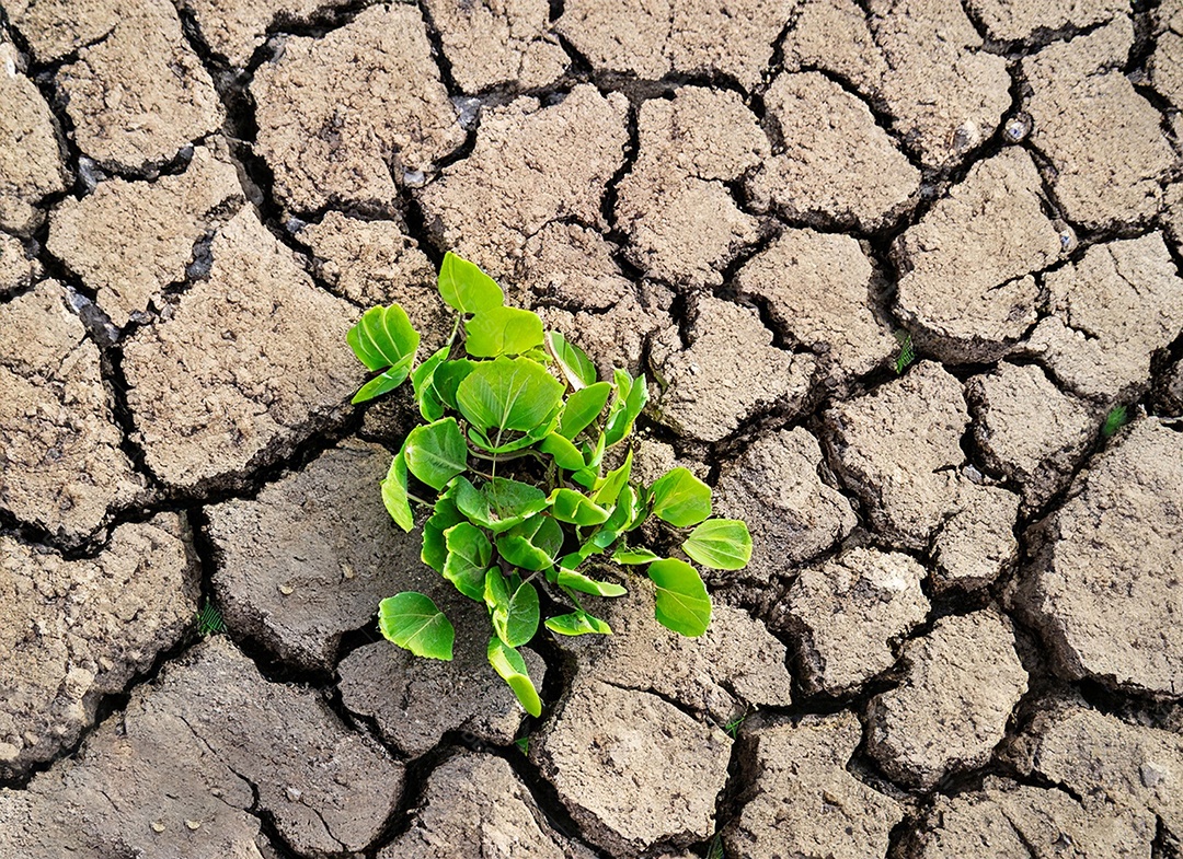 Brotos verdes com terra seca e rachada