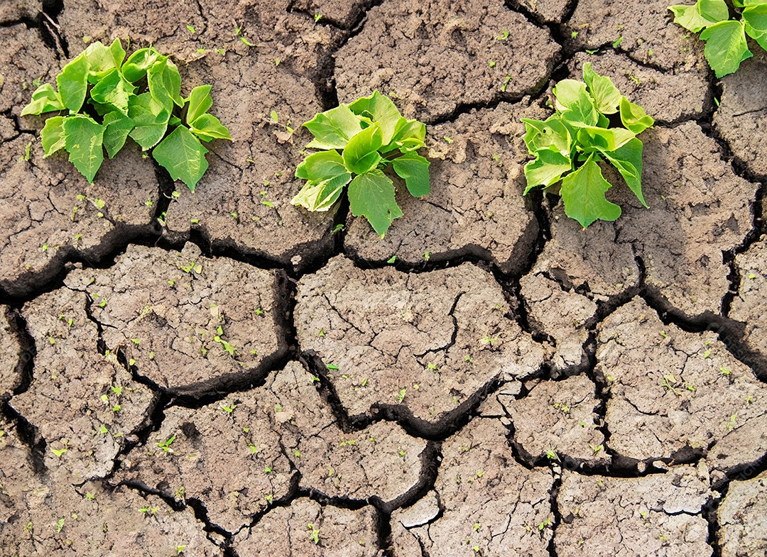 Brotos verdes com terra seca e rachada