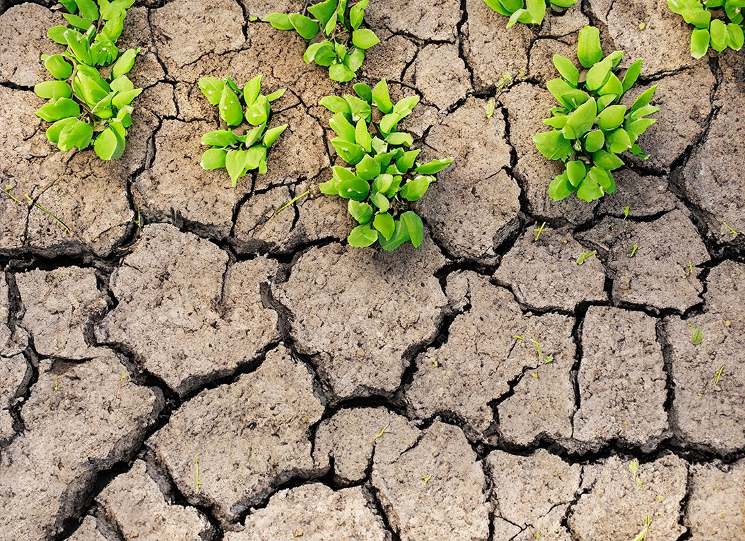 Brotos verdes com terra seca e rachada
