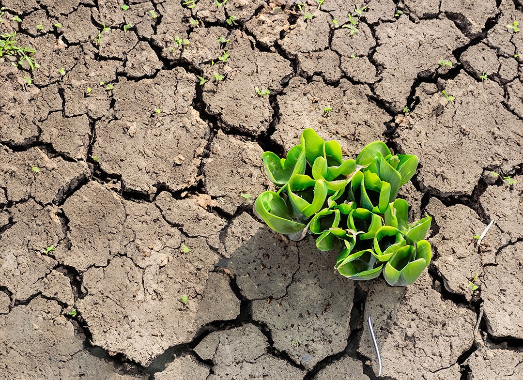 Brotos verdes com terra seca e rachada