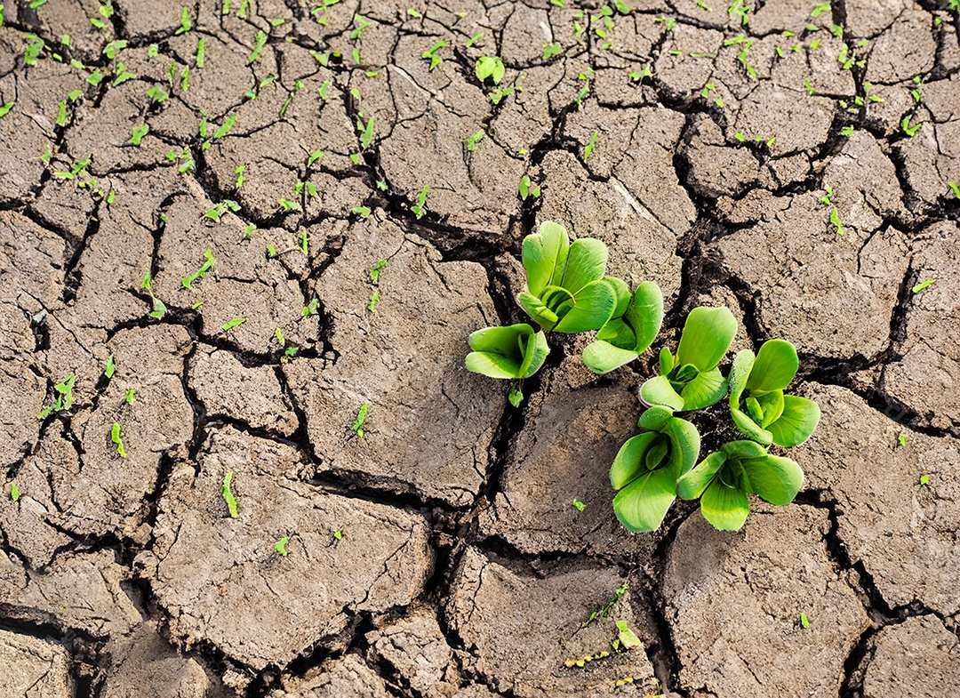 Brotos verdes com terra seca e rachada