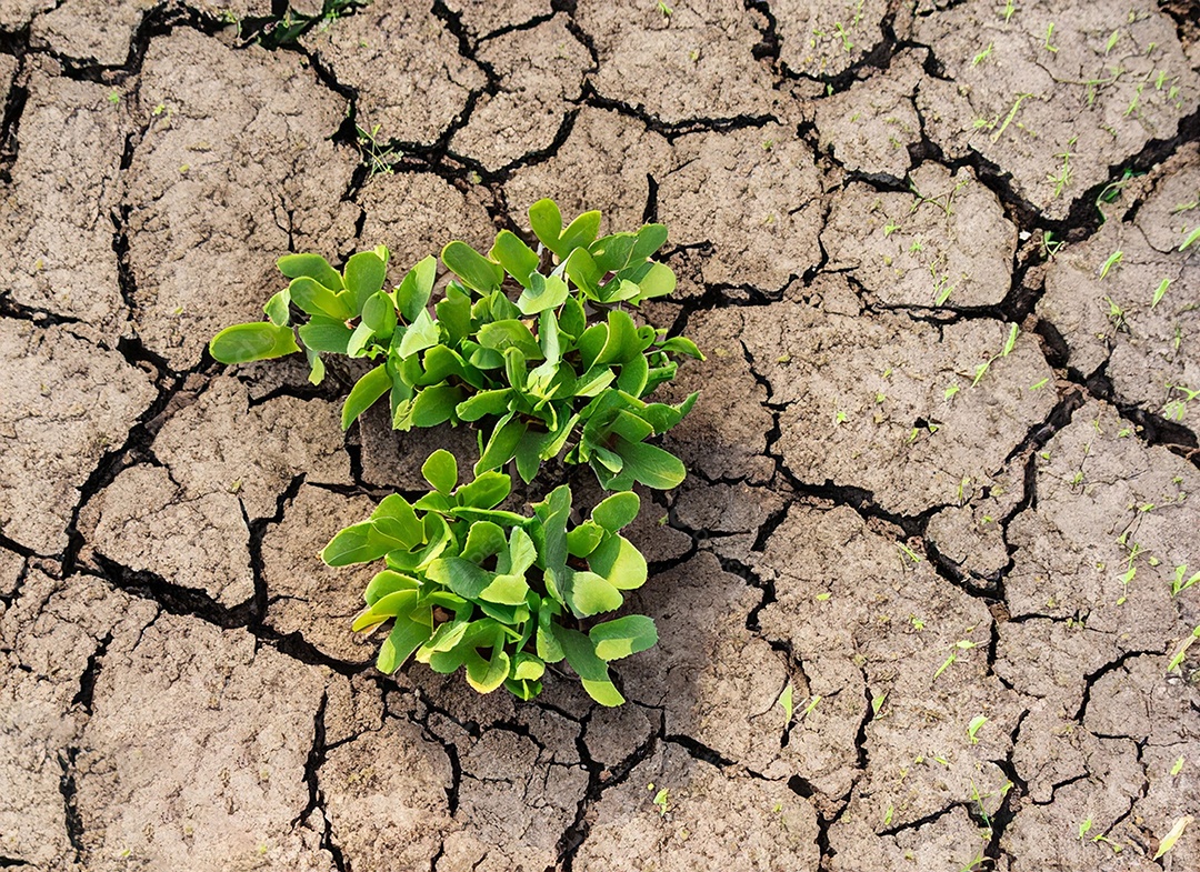 Brotos verdes com terra seca e rachada