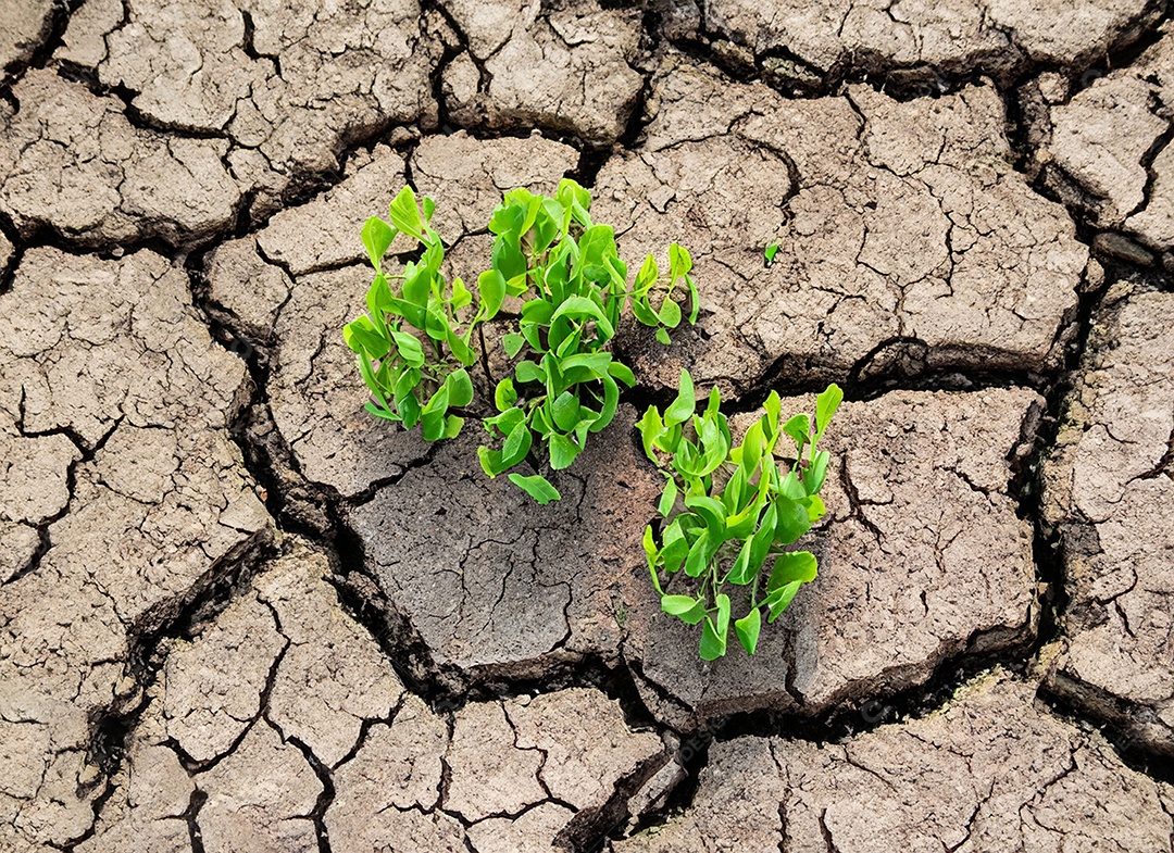 Brotos verdes com terra seca e rachada