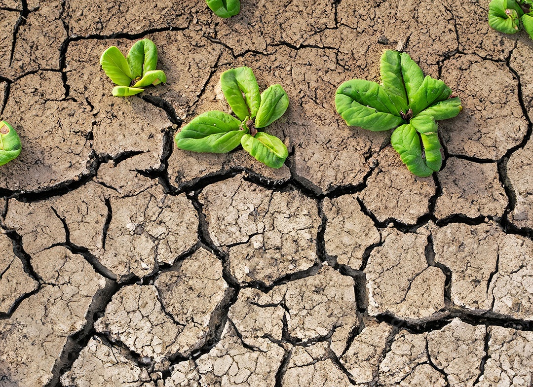 Brotos verdes com terra seca e rachada
