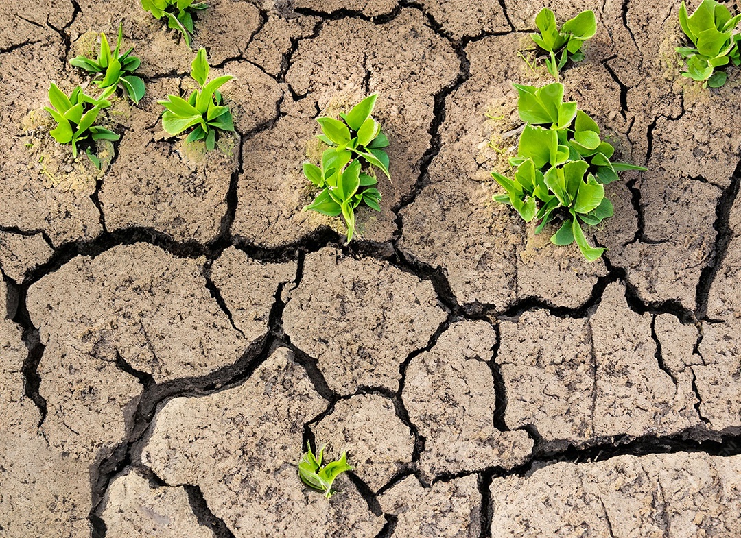 Brotos verdes com terra seca e rachada