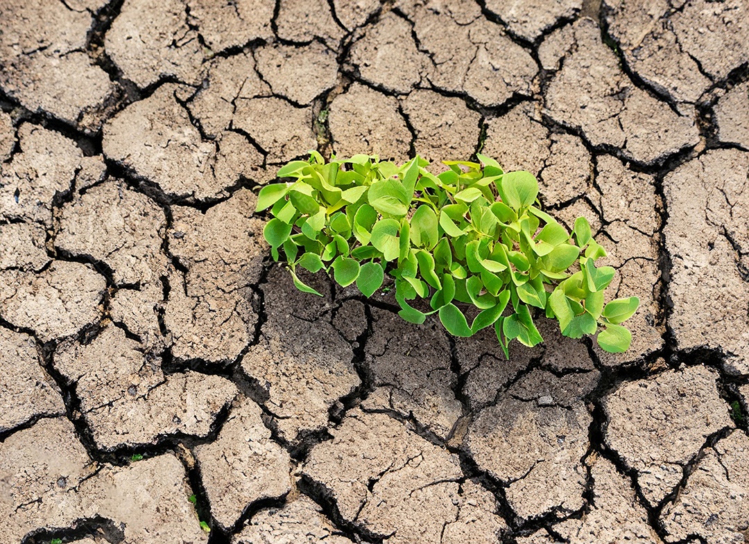 Brotos verdes com terra seca e rachada