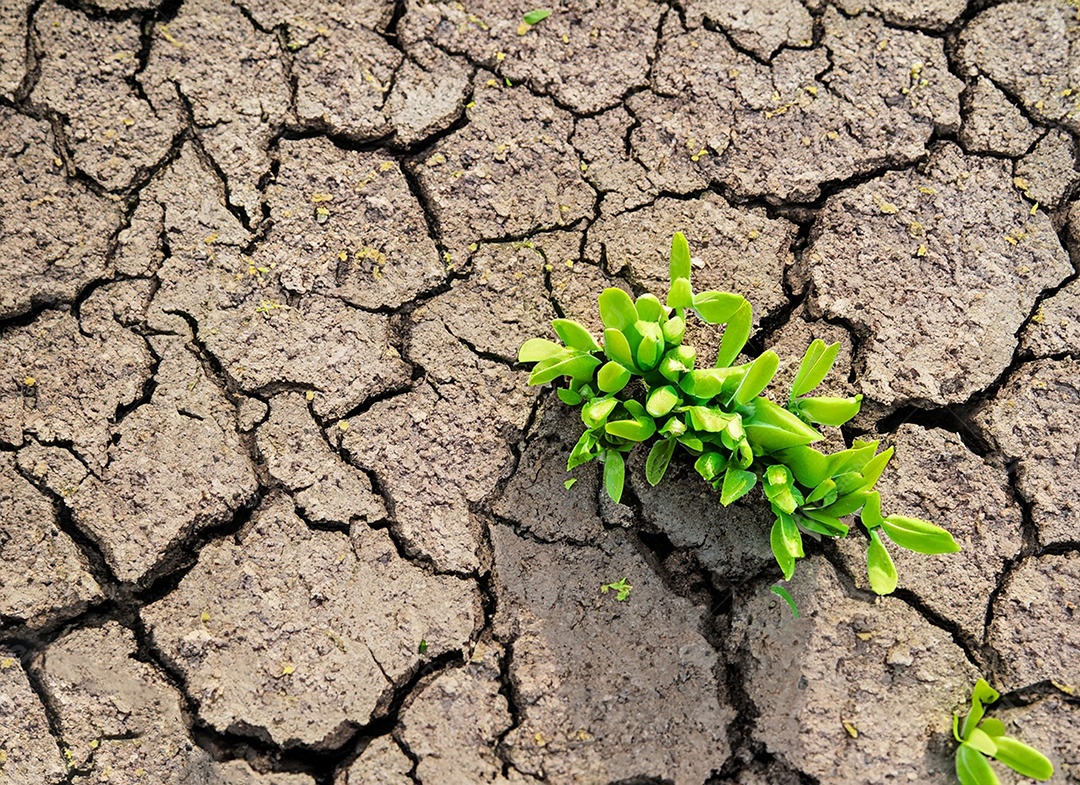 Brotos verdes com terra seca e rachada