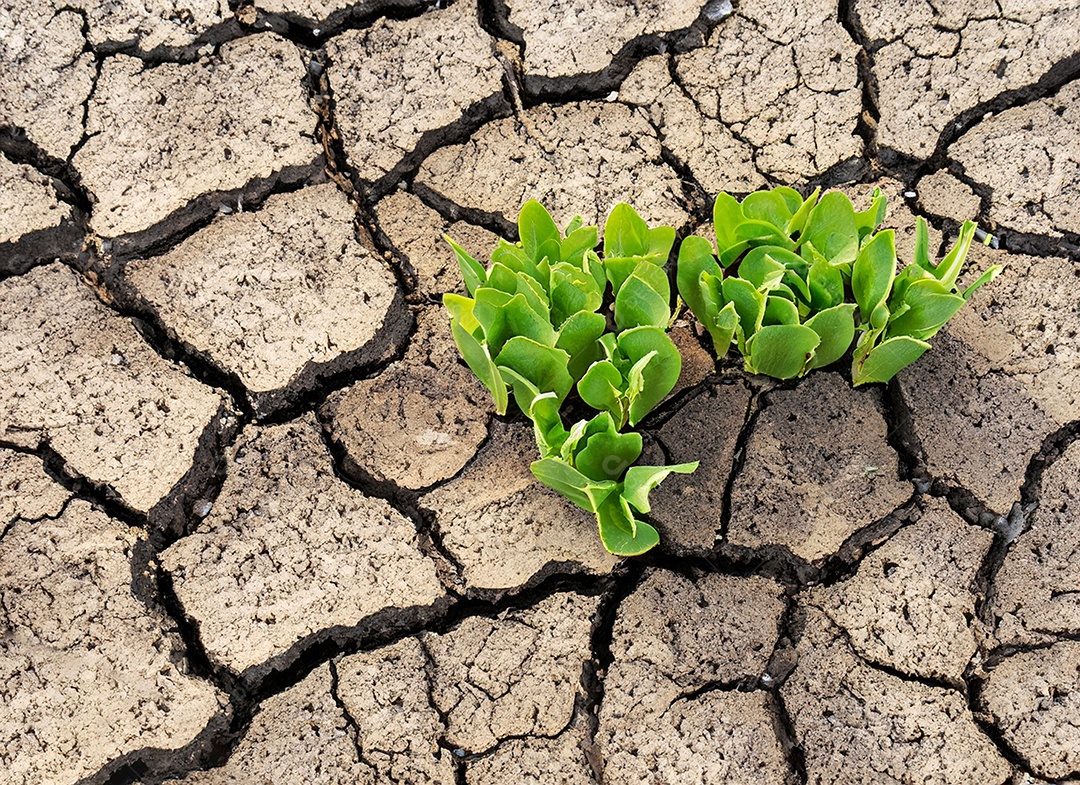 Brotos verdes com terra seca e rachada
